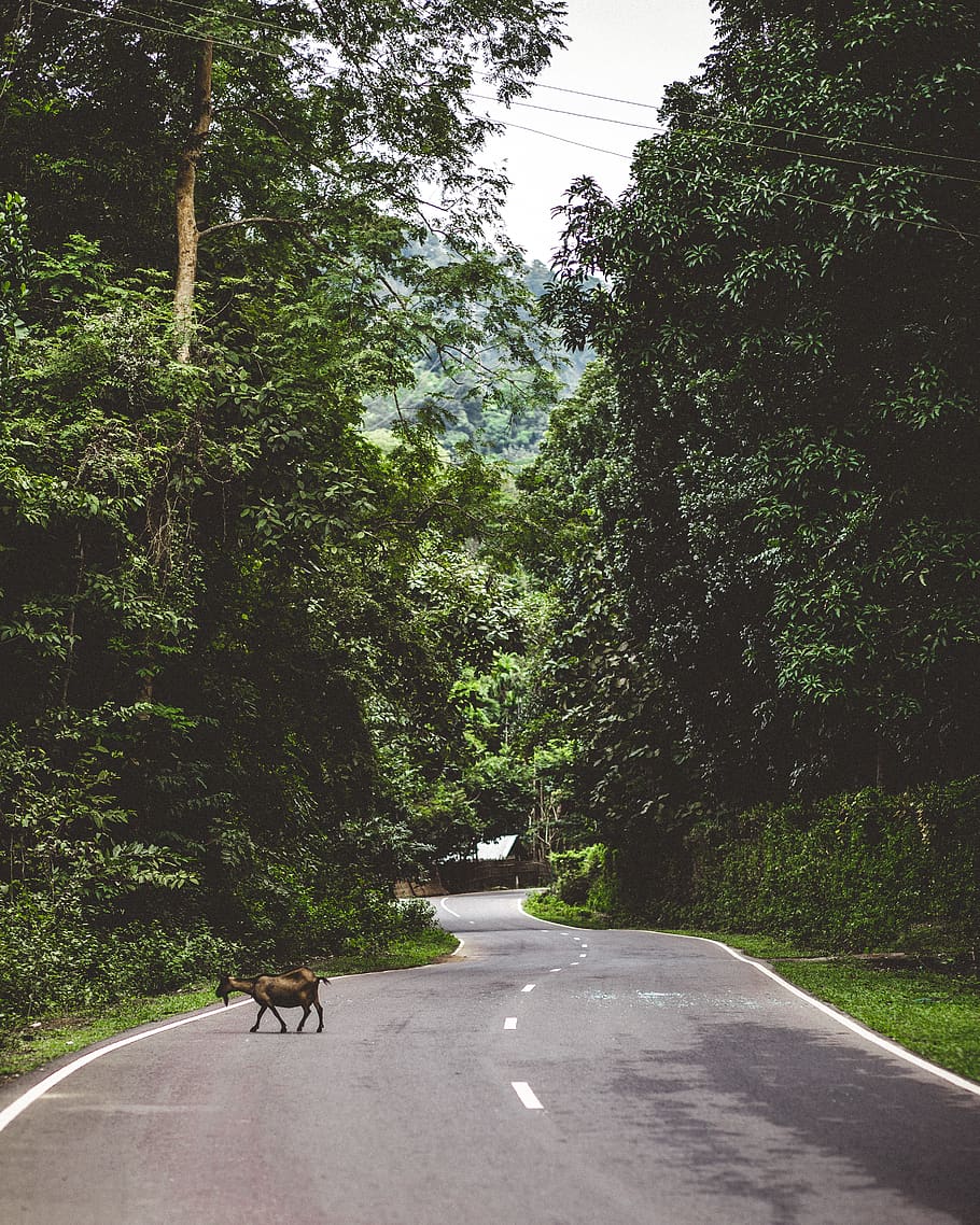#kaptai, #tree #chittgong #bd, plant, road, mammal, nature HD wallpaper