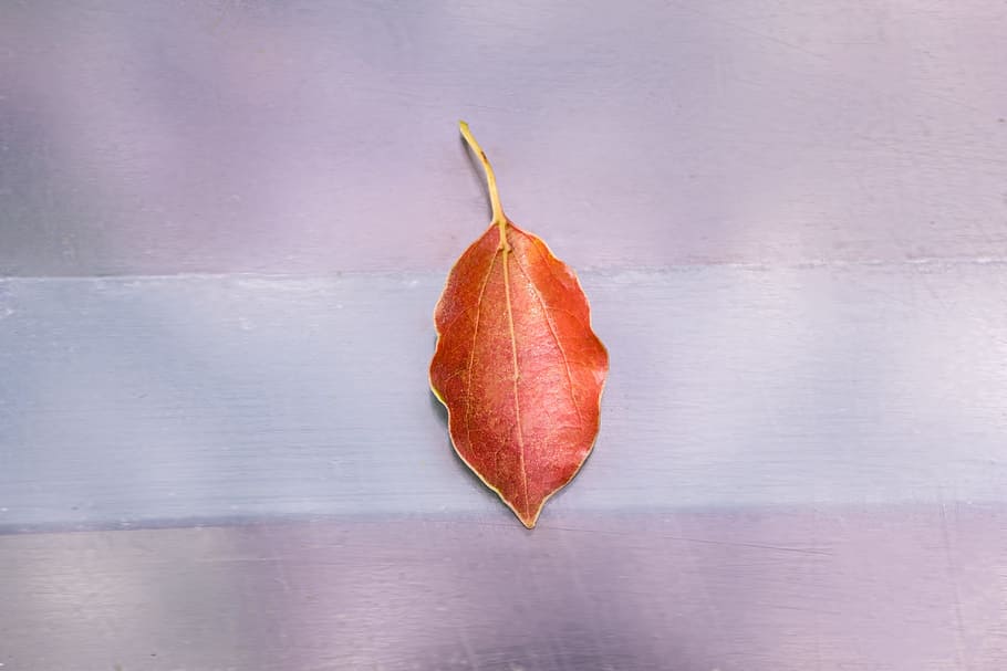 Leaf On Floor, ground, single object, close-up, plant part, no people HD wallpaper