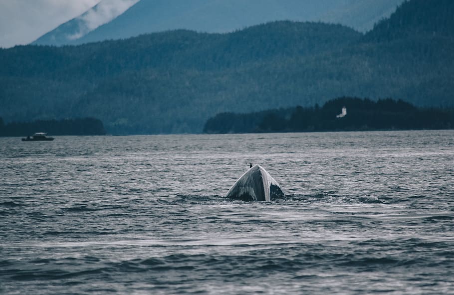 triangular box in ocean, animal, sea life, mammal, whale, tent HD wallpaper
