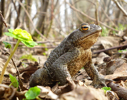 nature, toad, frog, green, cute, creature, eyes, spring, grass HD wallpaper