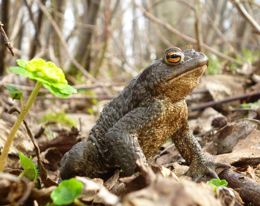 nature, toad, frog, green, cute, creature, eyes, spring, grass HD wallpaper