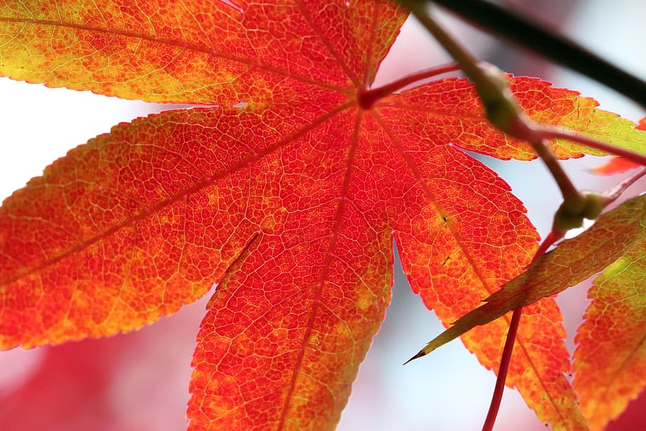 autumn leaves, maple, the leaves, nature, leaf, colorful, season, HD wallpaper