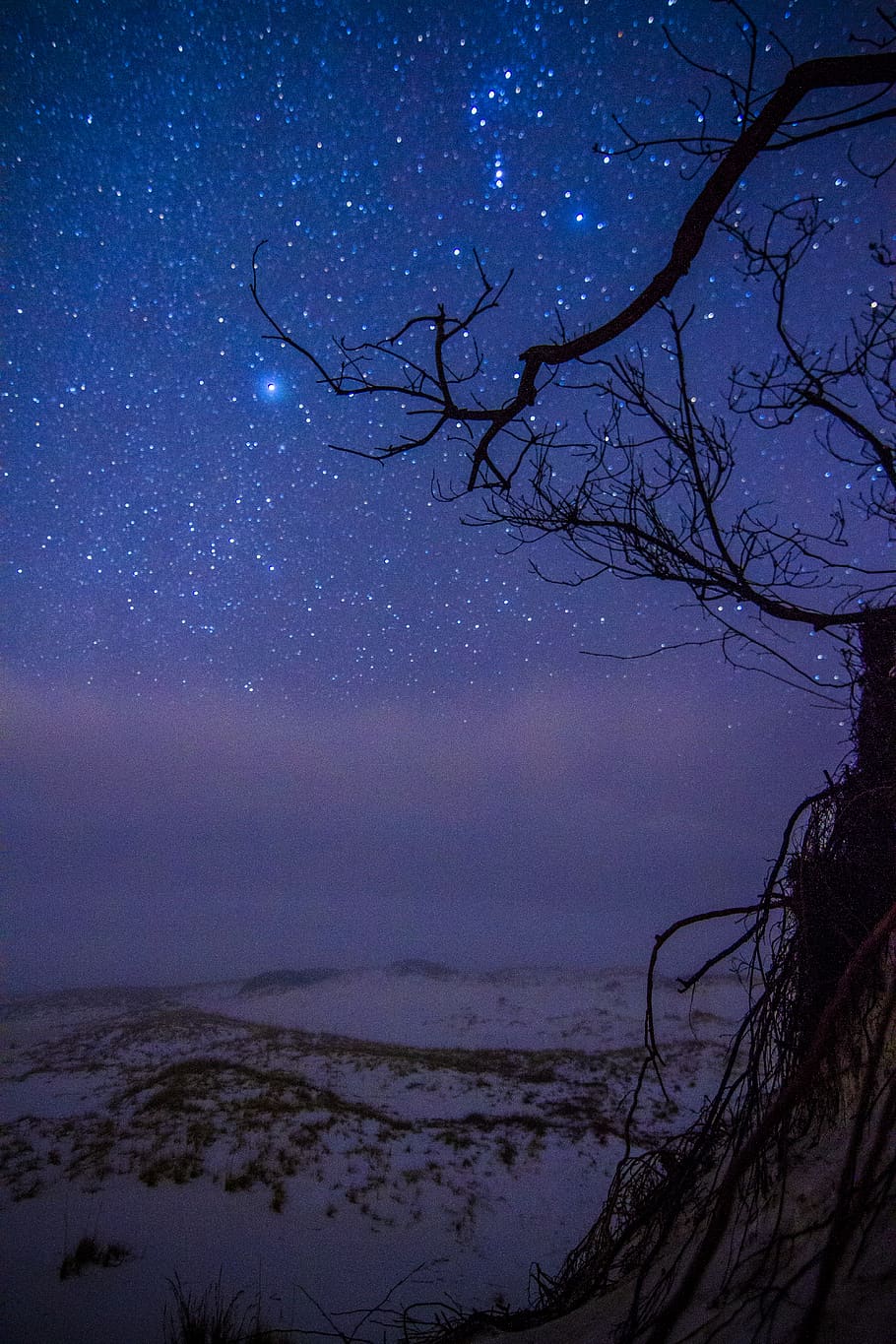 trees with snowfield, nature, outdoors, space, astronomy, universe HD wallpaper