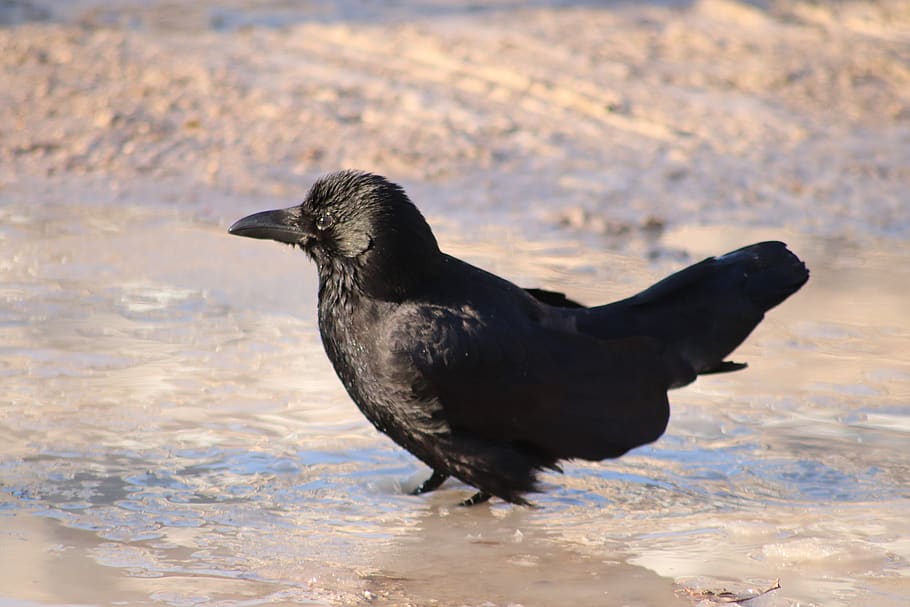raven, bath, puddle, mud, refreshment, bird, water, crow, plumage HD wallpaper