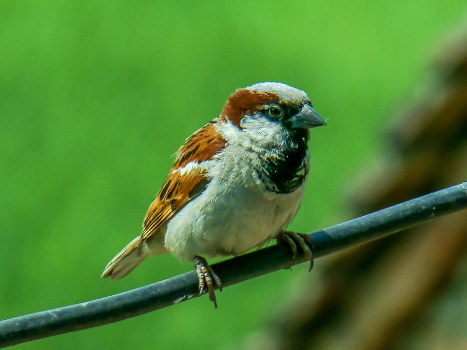 animal wildlife, animal themes, bird, animals in the wild, perching HD wallpaper