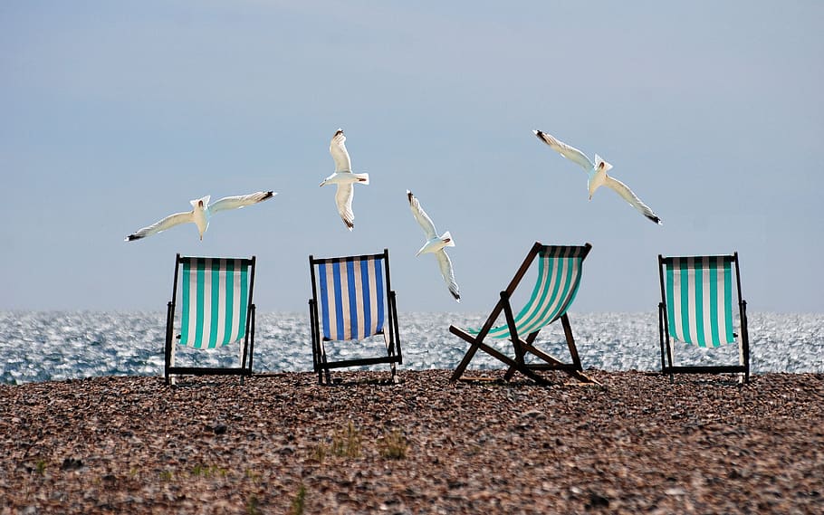 Black White and Blue Lounge Chair on and White Bird, animals HD wallpaper