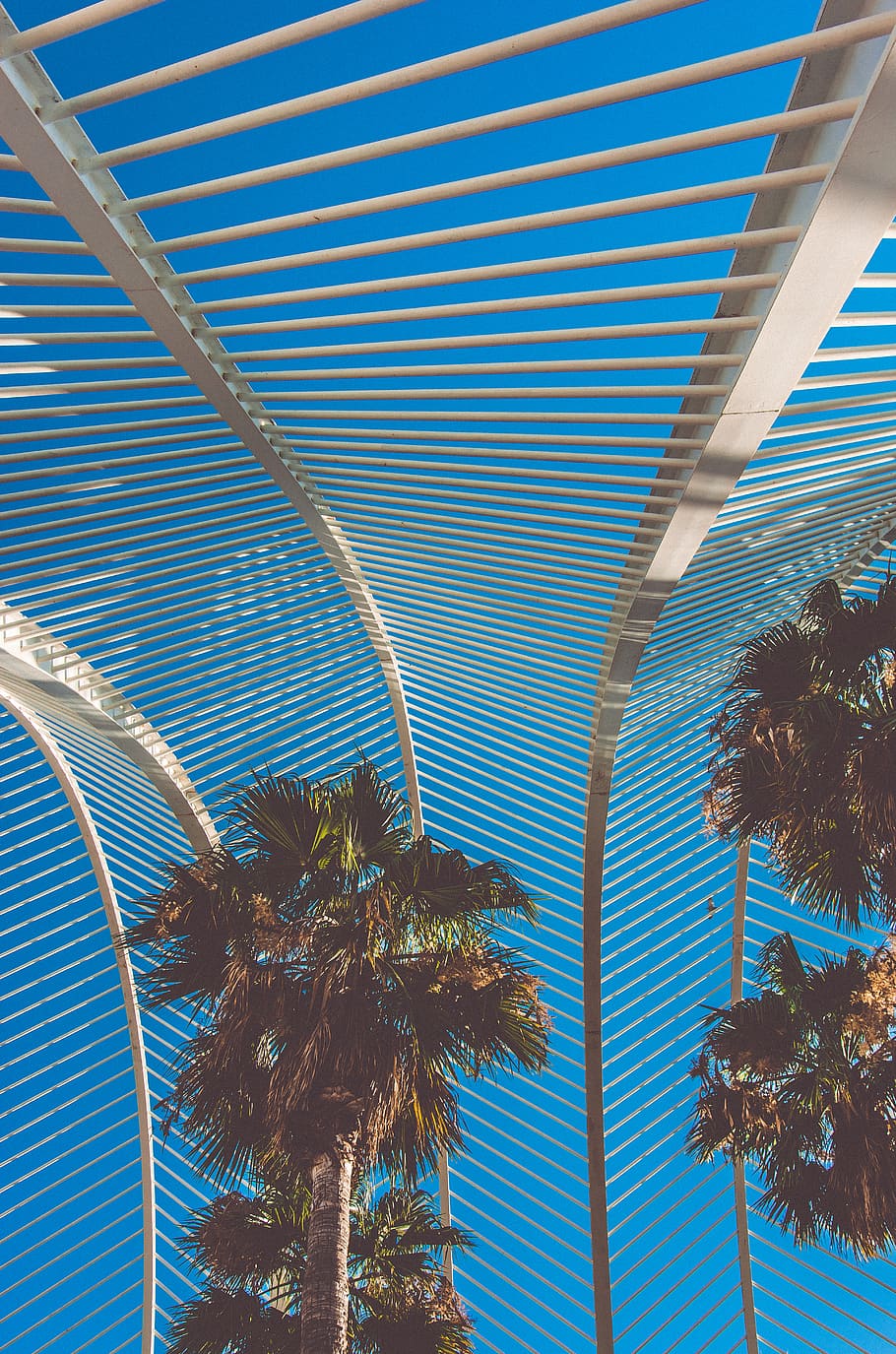 green palm tree view, building, city, arecaceae, plant, lighting HD wallpaper