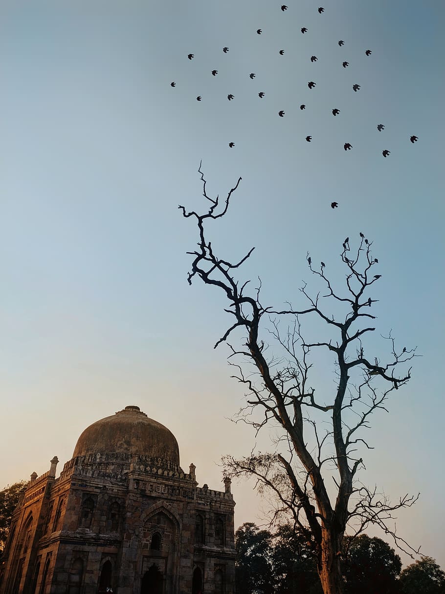 nature, monument, evening, trees, sunset, old, blue, sky, birds HD wallpaper