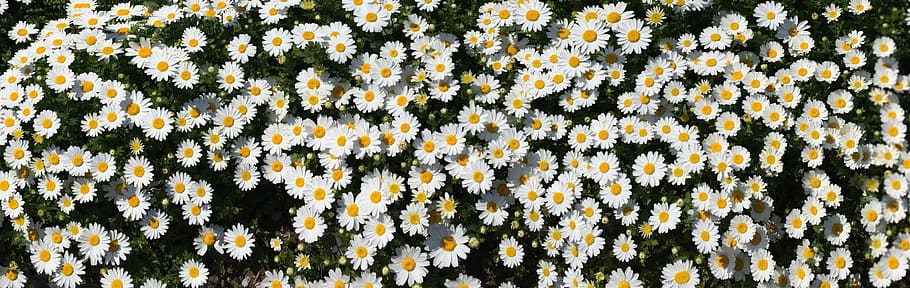 daisy, margaret, countless, one side, flower garden, flowers HD wallpaper