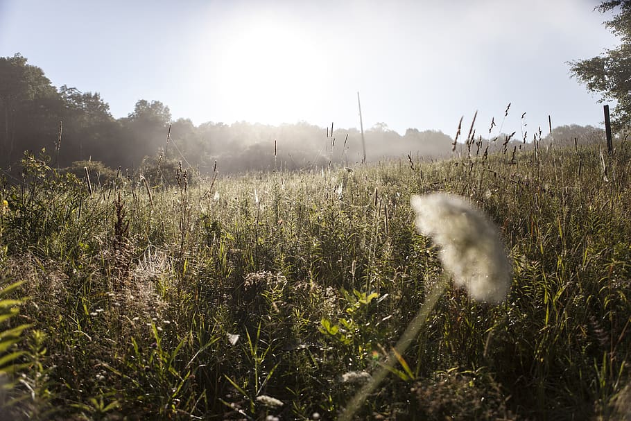 nature, dew, wallpaper, plant, sky, growth, land, field, beauty in nature HD wallpaper