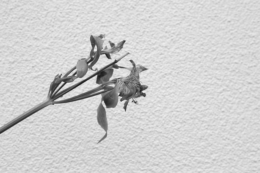 flower, white, simple, monochromatic, black and white, nature HD wallpaper