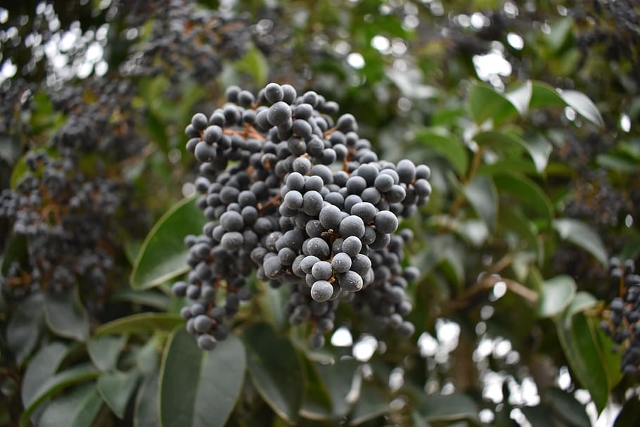fruits, cloudy, tree, nature, grey, green, growth, healthy eating HD wallpaper