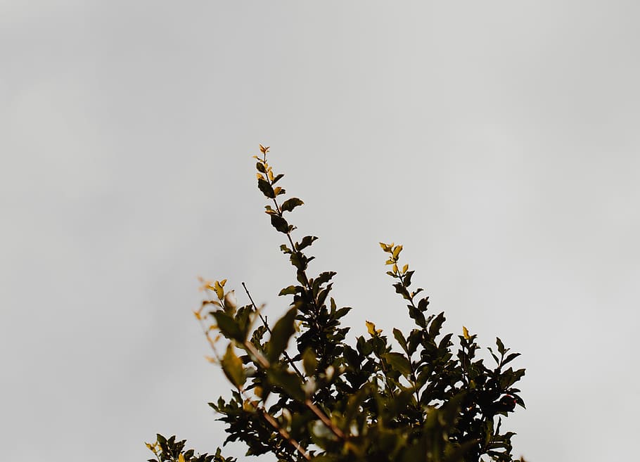 branches, gray, green, leaves, plants, yellow, sky, low angle view HD wallpaper