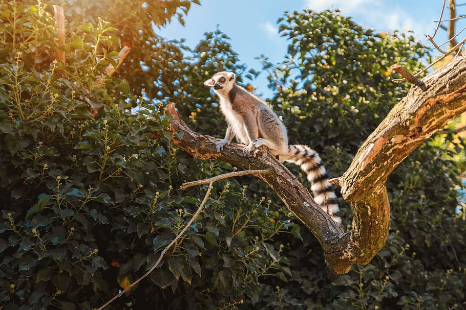 Lemur in their natural habitat, Madagascar., animal themes, animal wildlife, HD wallpaper
