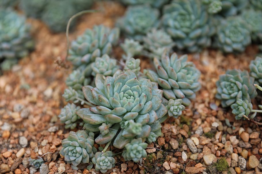 succulent plants, growth, green color, freshness, food and drink HD wallpaper