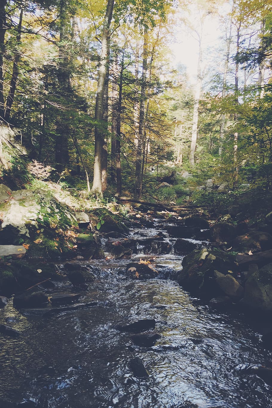 creek, forest, woods, trees, water, brook, stream, desert, worship HD wallpaper