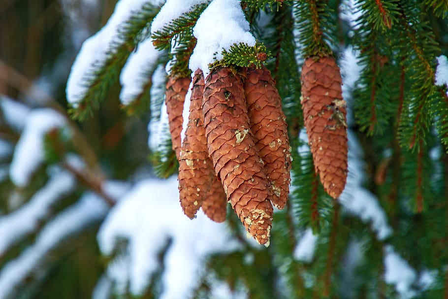 winter, pine cones, tree, snow, holly, nature, cold, evergreen HD wallpaper