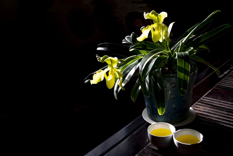 Yellow Orchid Plant on Blue Ceramic Pot, bloom, blooming, blossom HD wallpaper