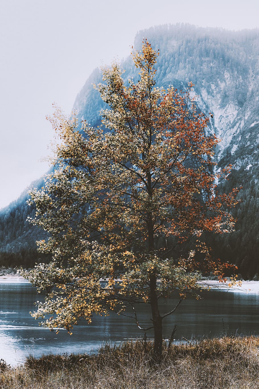 green leafed tree, toblacher see, italy, flora, plant, conifer HD wallpaper