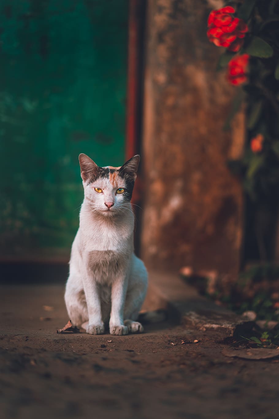 calico cat sitting, mammal, pets, domestic, domestic animals HD wallpaper