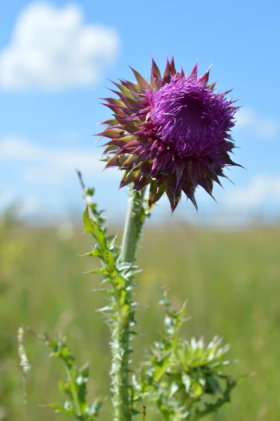 burdock, barb, bloom, bud, agrimony, plant, flower, flowering plant HD wallpaper