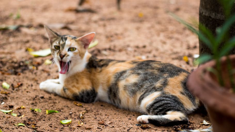 india, puducherry, forest, trees, resort, roar, catsofunsplash HD wallpaper