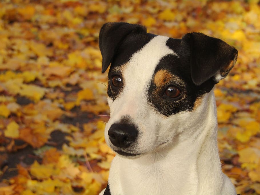jack russel, dog, fall, yellow leaves, animal, fresh, terrier, HD wallpaper