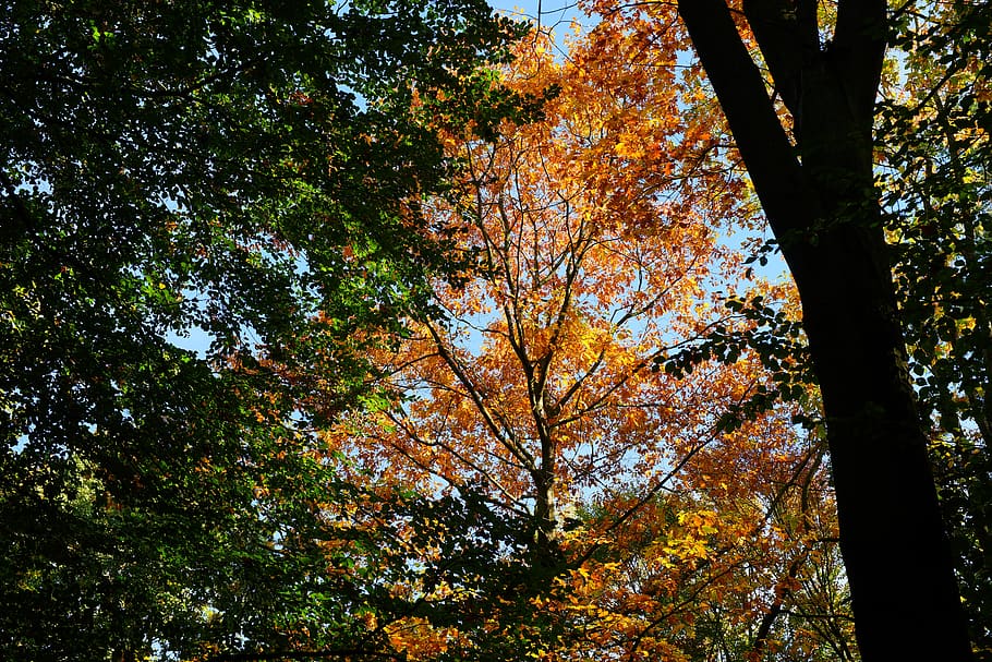 trees, sky, forest, autumn, sun, scenic, beautiful, romantic HD wallpaper