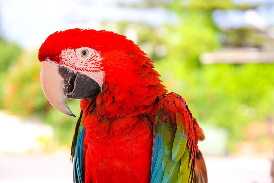 parrot, ara, bird, exotic, animals, nature, the tropical, pen, HD wallpaper