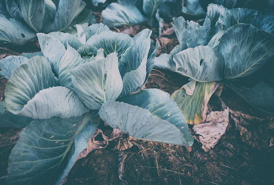 kohl, white cabbage, food, herb, vegetables, healthy, agriculture HD wallpaper