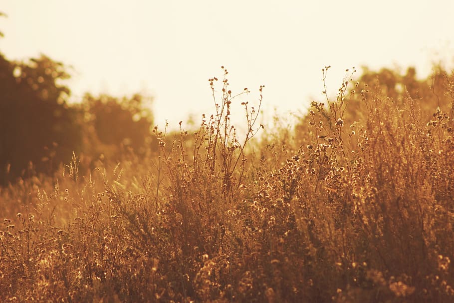 tree, nature, grass, horizon, plant, sun, sunrise, sunset, field HD wallpaper
