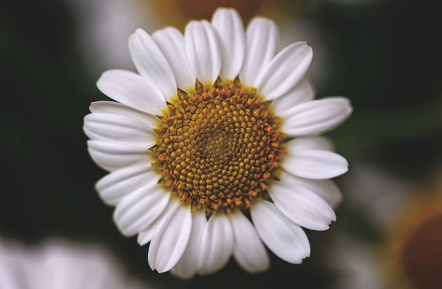 daisies, white, flower, summer, flowers, bloom, meadow, flowering plant HD wallpaper