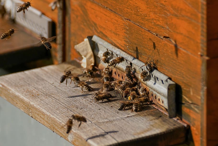 bee colonies, bees, beehive, beekeeper, honey bees, bee breeding HD wallpaper