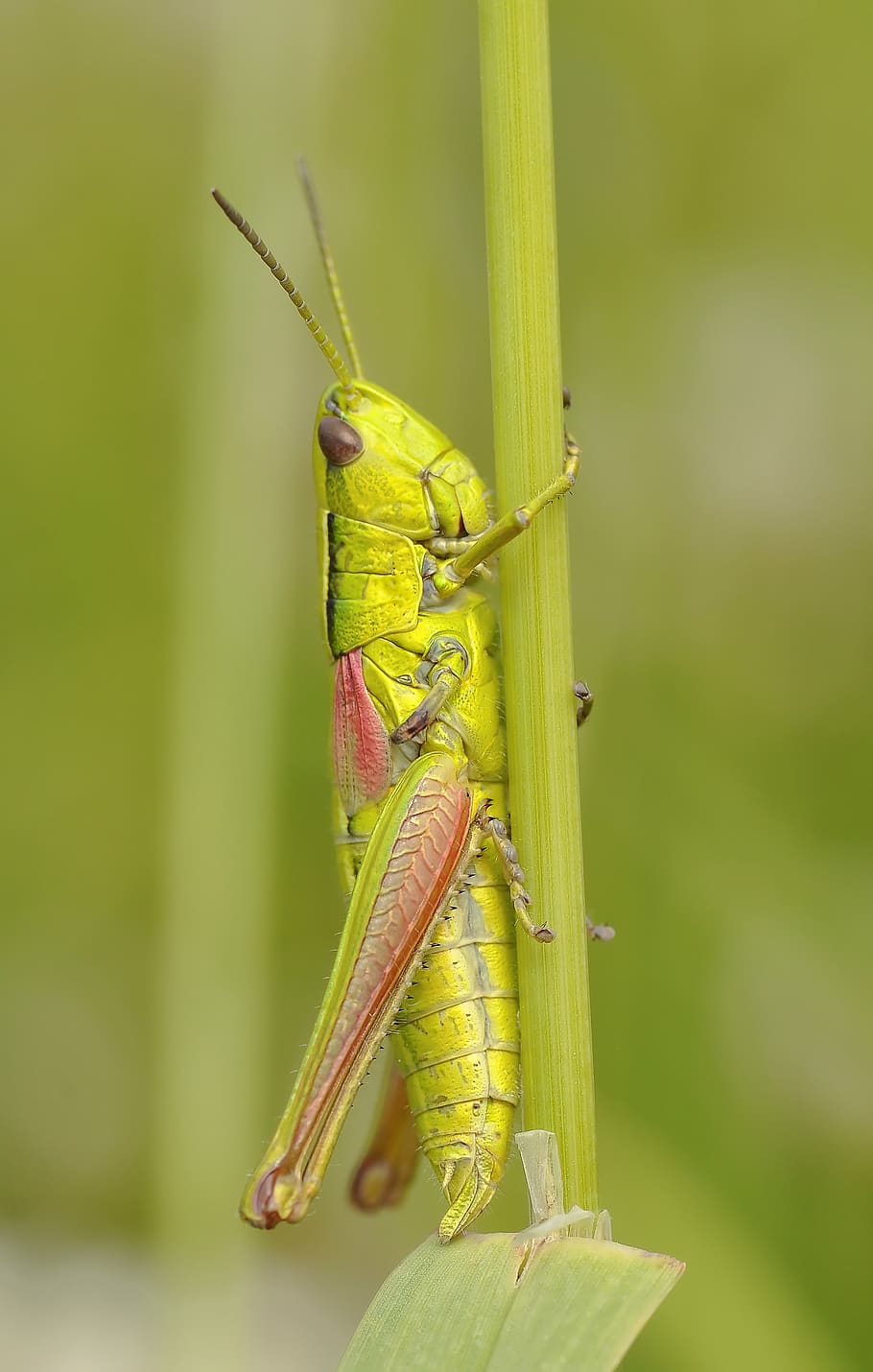 Green Grasshopper, close-up, insect, macro, animal, animal themes HD wallpaper