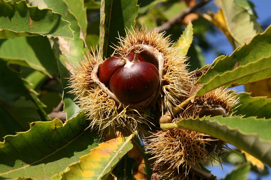 chestnut, spur, prickly, chestnut time, fruit, food and drink HD wallpaper
