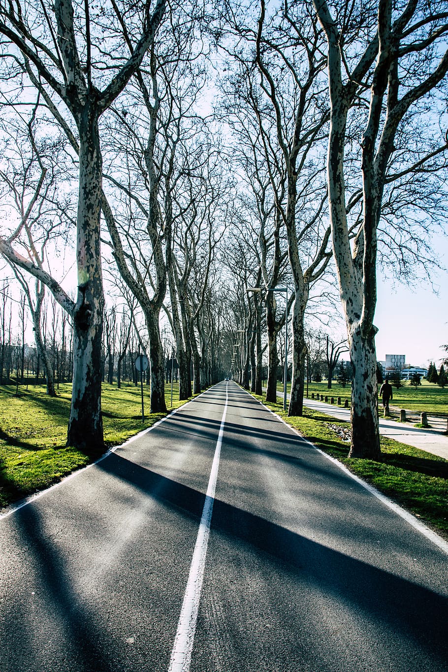 trees, road, street, sunset, city, urban, transportation, plant HD wallpaper