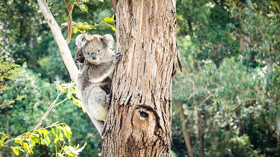 koala bear on tree trunk, mammal, wildlife, austrilia, plant HD wallpaper