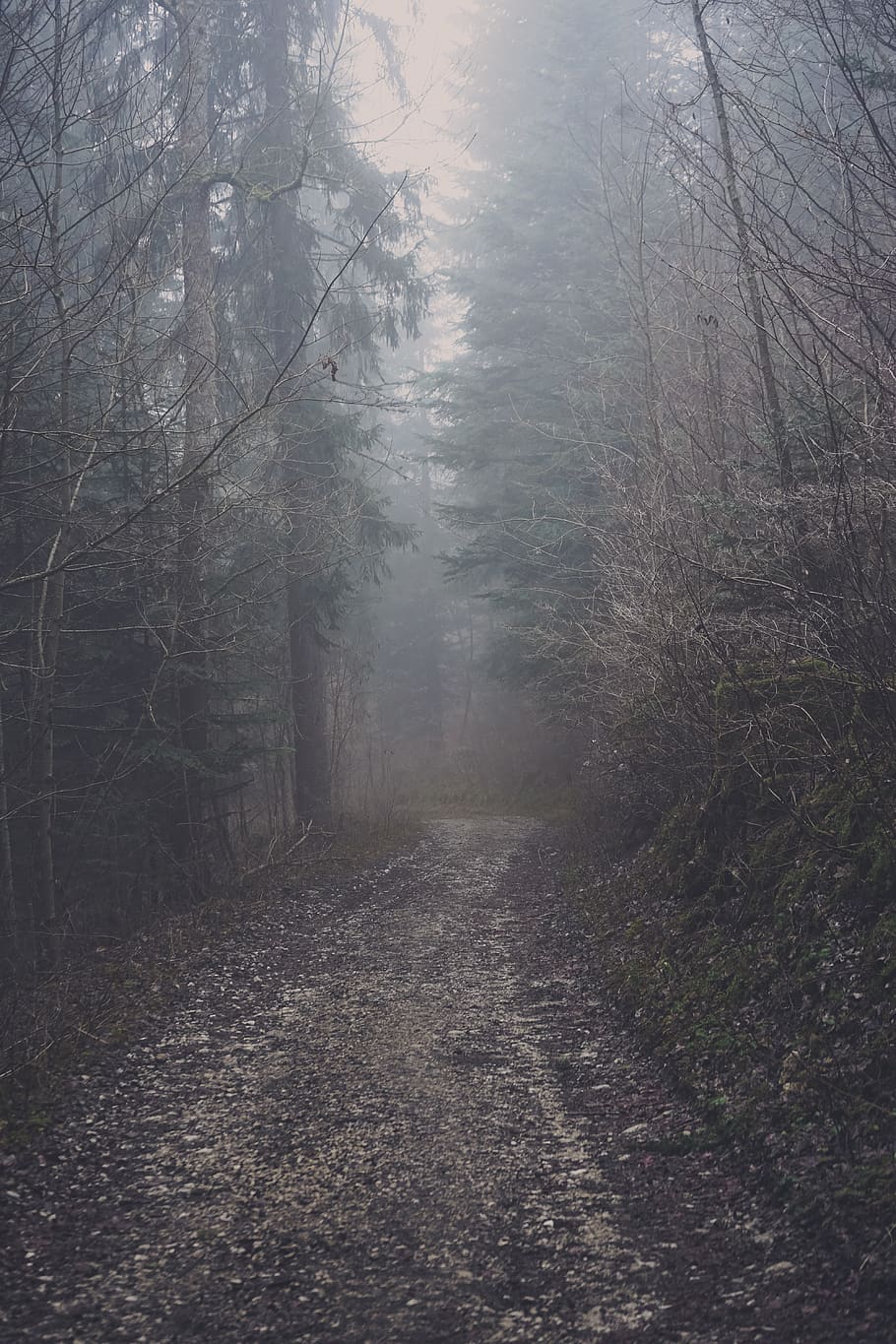grey fog covering dirt trail in the middle of woods, weather