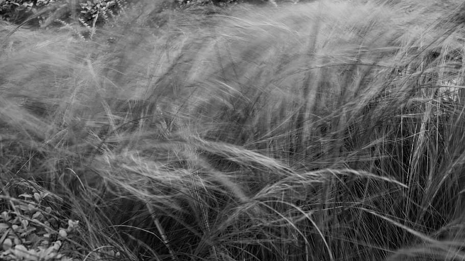 grass], wind, plant, land, nature, growth, no people, field HD wallpaper