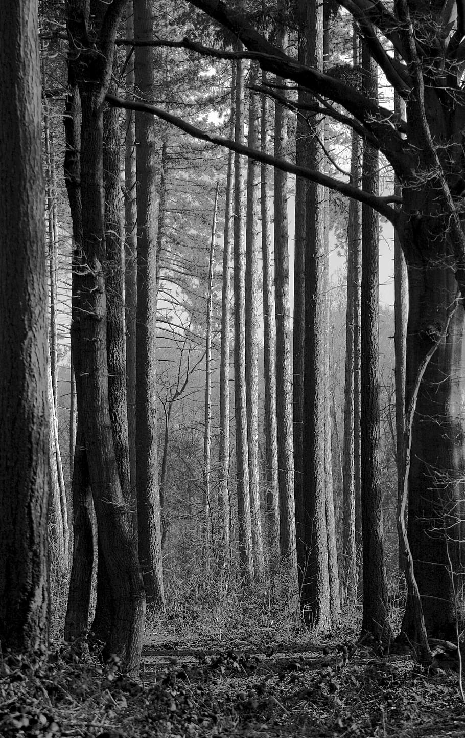 forest, trees, black white, tree trunk, nature, autumn, mystical HD wallpaper