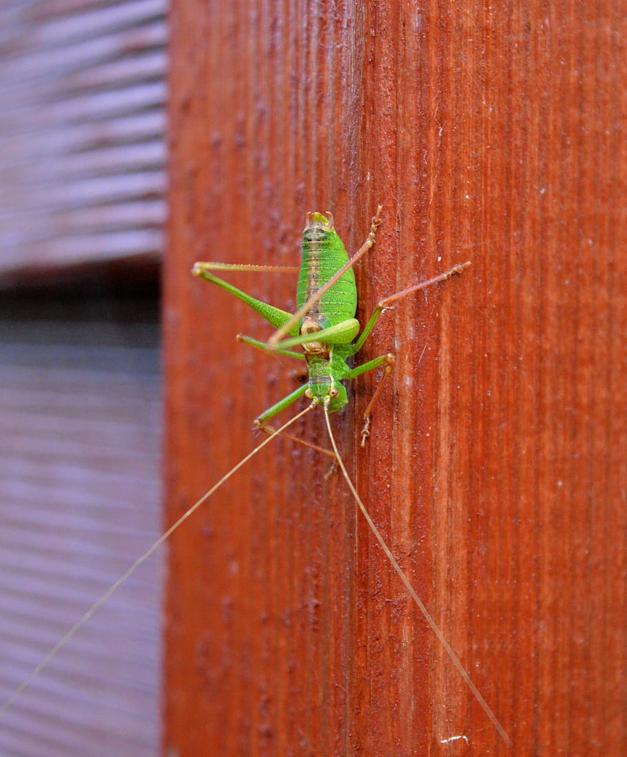 grasshopper, close up, green, insect, invertebrate, one animal HD wallpaper