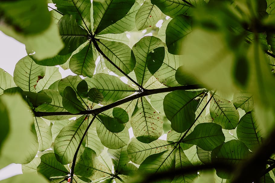 leaf, plant, veins, tree, green, leaves, greenery, nature, calm HD wallpaper