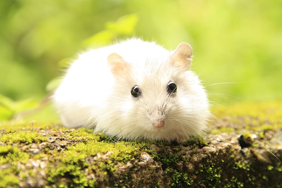 hamster, mouse, animals, pet, rodent, creature, small, animal themes HD wallpaper