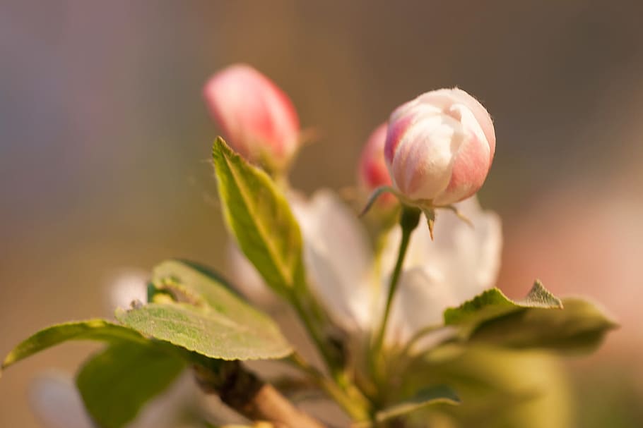 spring, flower, flowers, background, focus, closeup, outdoor HD wallpaper