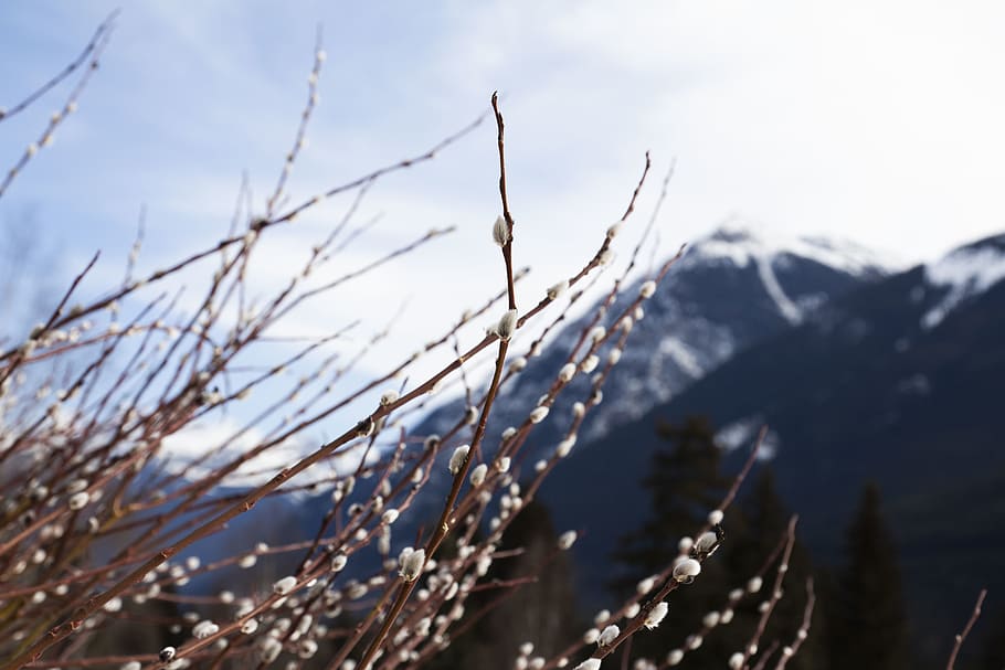 nature, outdoors, mountain, mountain range, plant, snow, canada, british columbia HD wallpaper