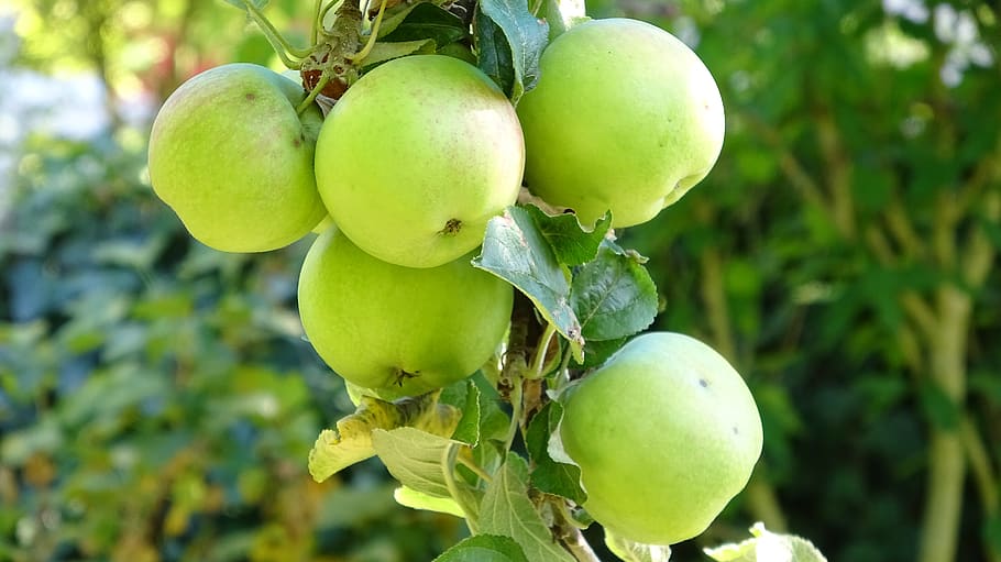 apple, fruit, fresh, healthy, ripe, vitamins, fruit trees, food HD wallpaper