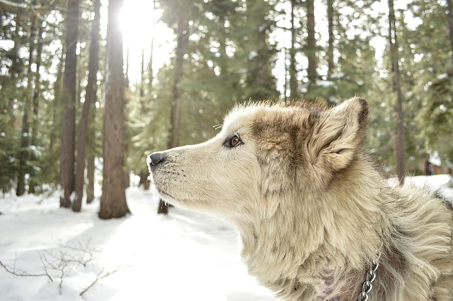white wolf on snow forest, one animal, mammal, animal themes HD wallpaper