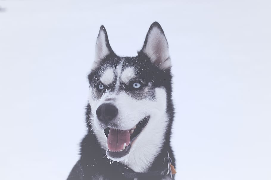 snow, winter, white, cold, weather, ice, dog, animal, tongue HD wallpaper