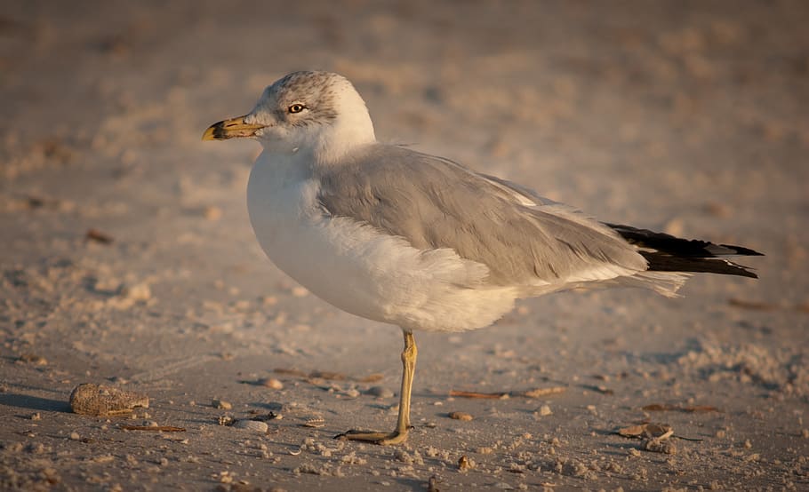 bird, animal, animal themes, animals in the wild, animal wildlife HD wallpaper