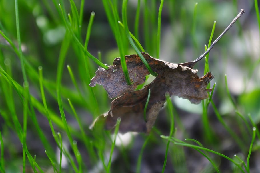 green, macro, grass, leaf, spring, nature, plant, green color HD wallpaper